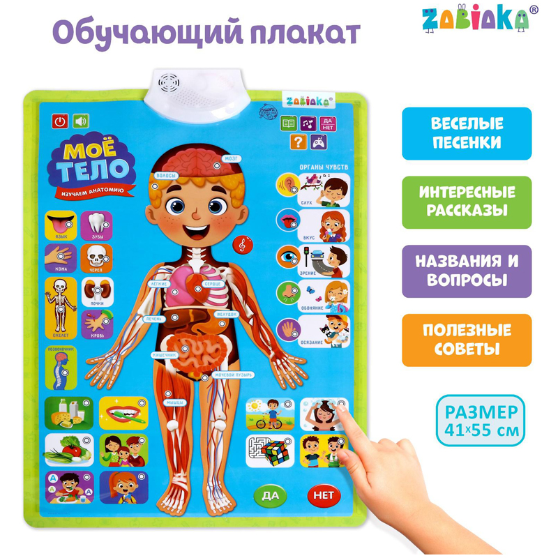 Говорящий плакат ZABIAKA "Изучаем анатомию. Мое тело", пакет 5148294